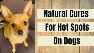 Stop the Itch Home Remedies for Hot Spots on Dogs