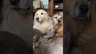 Skinny Foster Puppy Cant Stop Cuddling Up To Golden Retriever  The Dodo