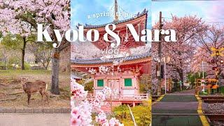 Spring in Kyoto & Nara cherry blossom hunting cafe hopping Sannenzaka Nara park  JAPAN VLOG