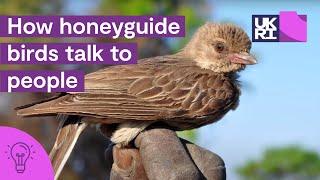 How honeyguide birds talk to people  The secrets of #HoneyHarvesting in #Africa