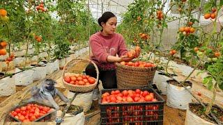 Harvesting Fresh Tomato Garden goes to the market sell  Lý Thị Ca