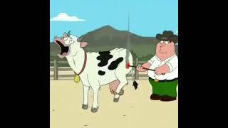 Family guy - Dirty cow #shorts #familyguy #petergriffin #viral #funny #memes