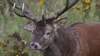 2020 09 19 Der neue Platzhirsch vom Höllengrund