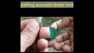 How to GRAFTING Avocado With Double Roots #shorts #grafting