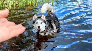 Huskies Dive Into the Lake for Food And Sing With a Breathtaking Howl