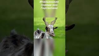 Гиргентана - Итальянские козы с необычной внешностью
