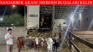 SANJARBEK AKANI 300BOSH BUQALARI YETIB KELDI AKASIYANI KOTTASI ENDI BOSHLANDI