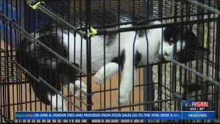 Feline panleukopenia outbreak at the San Angelo Animal Shelter