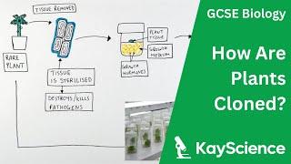 Plant Cloning - GCSE Biology  kayscience.com