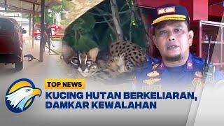 Kucing Hutan Berkeliaran di Rumah Cawagub Jambi - Top News