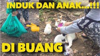 BERTEMU ANAK KUCING DAN INDUKNYA DI BUANG PEMILIKNYA