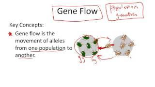 Gene Flow