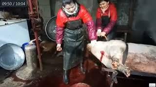 648 Lady slaughtering pigs and chicken with apron previews