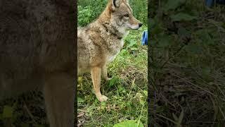 Pet Coyote gets belly rubs and treats