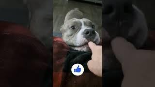 SUPER CUTE AMERICAN BULLY DOG GETS A BOOP DOES A PIBBLE NIBBLE #dog #shorts