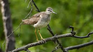 Wood Sandpiper Tringa glareola Vodouš bahenní