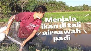 Episod 3  Menjala ikan di tali air sawah padi