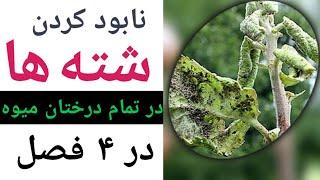 نابود کردن شته ها و شپشکها با اقتصادی ترین روش  تا دیر نشده همین حالا اقدام کن aphids control