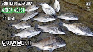 포인트를 소개합니다. -던지면 문다. 남해 대량 오시다호 감성돔이 너무 많아요. 남해 갯바위 감성돔 낚시