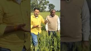 CG 1036 Hybrid wheat seed variety  ।। सी जी 1036 नई गेहूं की किस्म।। suitable in Mp chattisgarh