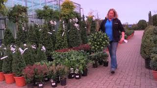 Provender Nurseries - Spotlight on Skimmias