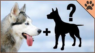 9 Husky Mix Breeds  Siberian Husky Cross Breeds