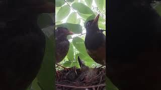 Bird Dad Brings Earthworms to Baby Bird鸟爸爸真能干，给小鸟带回满嘴蚯蚓 #birds #nature