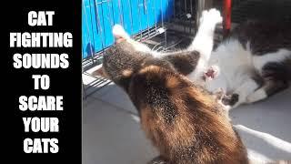 Cat Fighting Sounds to Scare Cats #11