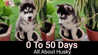 50 Days Journey of Siberian Husky Puppy  Facts About Siberian Huskies