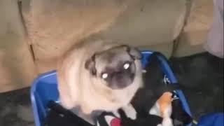 Dancing pug