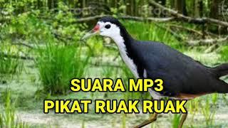 suara pikat ruak ruak asli jernih  pemikat jantan dan betina @PikatBorneo