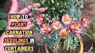 How to Plant Carnation Seedlings in Containers  #carnation #dianthus #gardening #containergardening