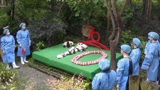 Seven giant panda cubs meet public in SW China