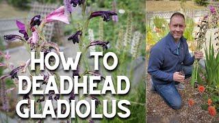  The Right Way to Deadhead Gladiolus  #shorts #gladiolus #flowers