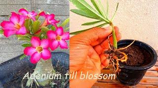 Try Adenium Cuttings with a New Way  How to grow plumeria flowers with good blossom