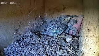 July.06.2024 l European Roller Nest - Inside camera l Review birds nest daily life #birdslover