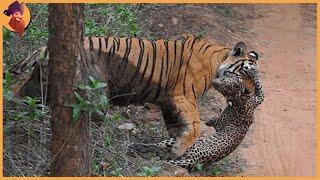 14 Tiger Battles Caught On Film