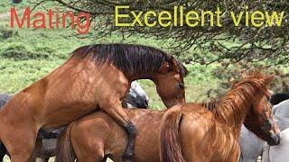 Horse Mating  The Future of Horse Breeding Insights into Horse Mating