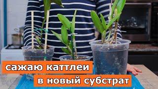 ПЕРЕСАДКА КАТТЛЕЙ в готовый субстрат Катька из мусорки разный способ крепления в горшочках и др.