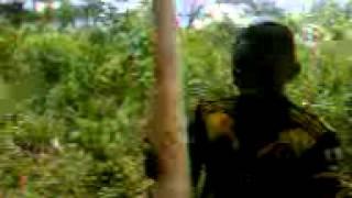 Video of worlds biggest and tallest cassava2