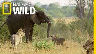 Fending Off The Enemy  Elephant King of the Kalahari