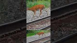 Mother Deer and Baby Deer cross the railroad tracks.