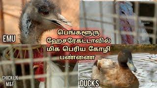 Bangalore hesaraghatta village poultry lake fish duck chicken emu etc.....