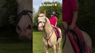 Donkey or stallion ? #horse #equestrianrider #equestrian #horseriding #showjumping #rider #pony