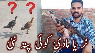 Aseel nar or madi ki pehchan  Nar or madi Aseel  Aseel  Ihsan Gujjar Vlogs