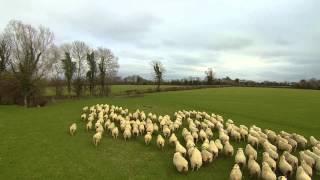 SHEP the Drone - Worlds first Drone Sheepdog