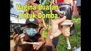 Perakitan Vagina Buatan Domba Pratikum Penampungan Semen Domba  PART 1 