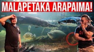 TRAGIS ARAPAIMA 12M DIBANTAI TOMAN MONSTER 1M DI MEGATANK IKAN PREDATOR @IndoExoticPets