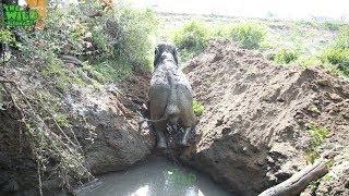 Wildlife team rescues an elephant from dying in a mud pit