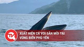 Xuất hiện cá voi săn mồi tại vùng biển Phú Yên  Truyền hình Quốc hội Việt Nam